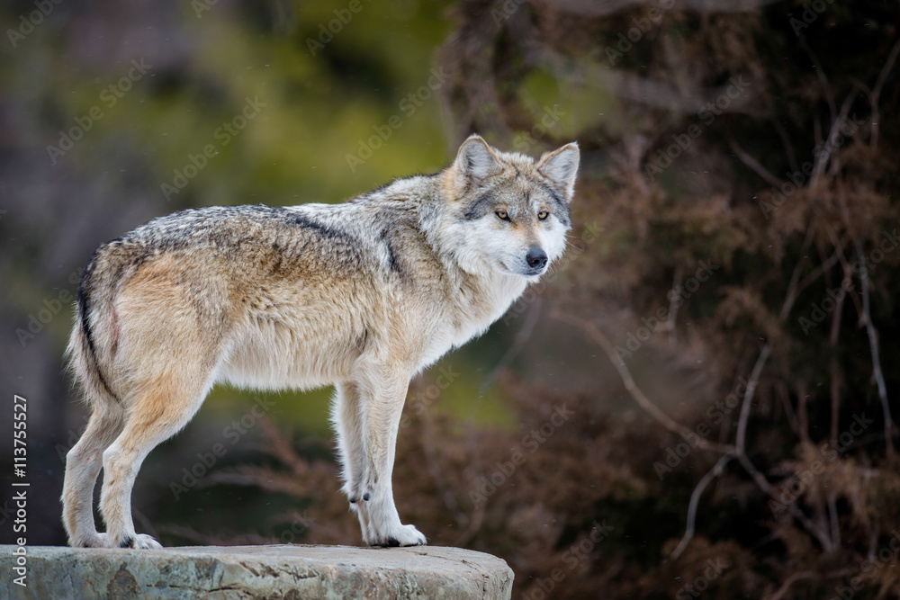 Naklejka premium Mexican gray wolf (Canis lupus) standing on rocky ledge