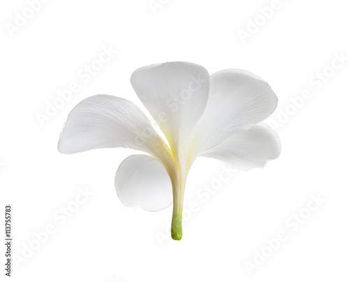 Fototapeta Naklejka Na Ścianę i Meble -  frangipani flower isolated