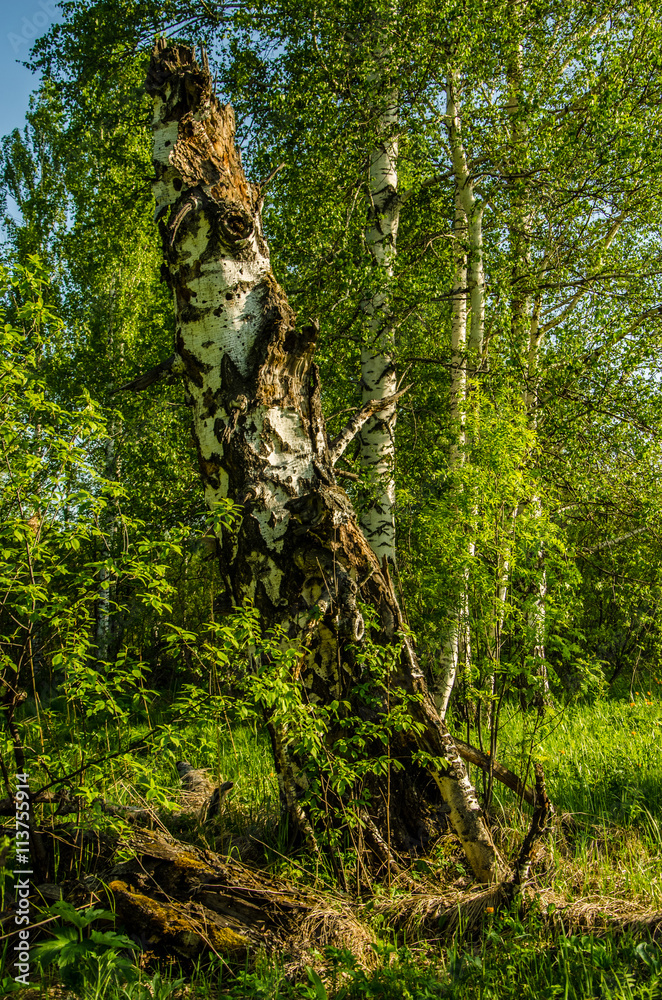 Fototapeta premium birch forest covered with green foliage .