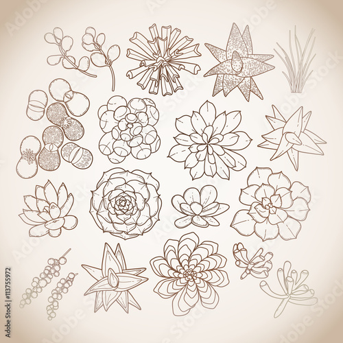 Graphic succulent collection