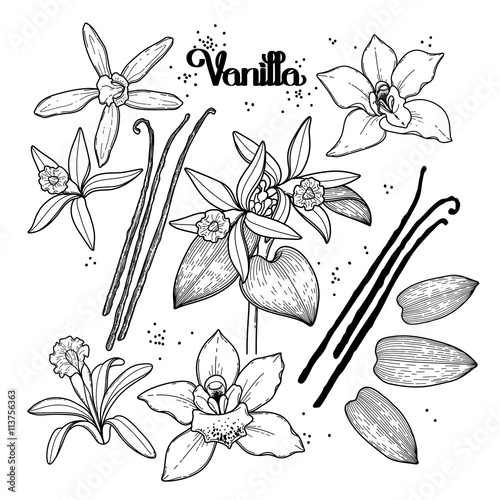 Graphic vanilla flowers