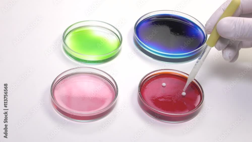 depositing white liquid droplets using a pipette in a petri dish depositing white liquid droplets using a pipette in a petri dish