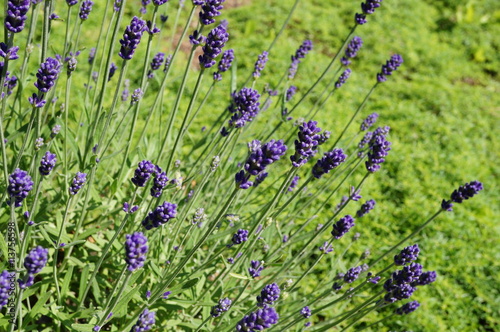 Fototapeta Naklejka Na Ścianę i Meble -  Fragrant blue stems of Hidcote Blue lavender (lavendula angustifolia)