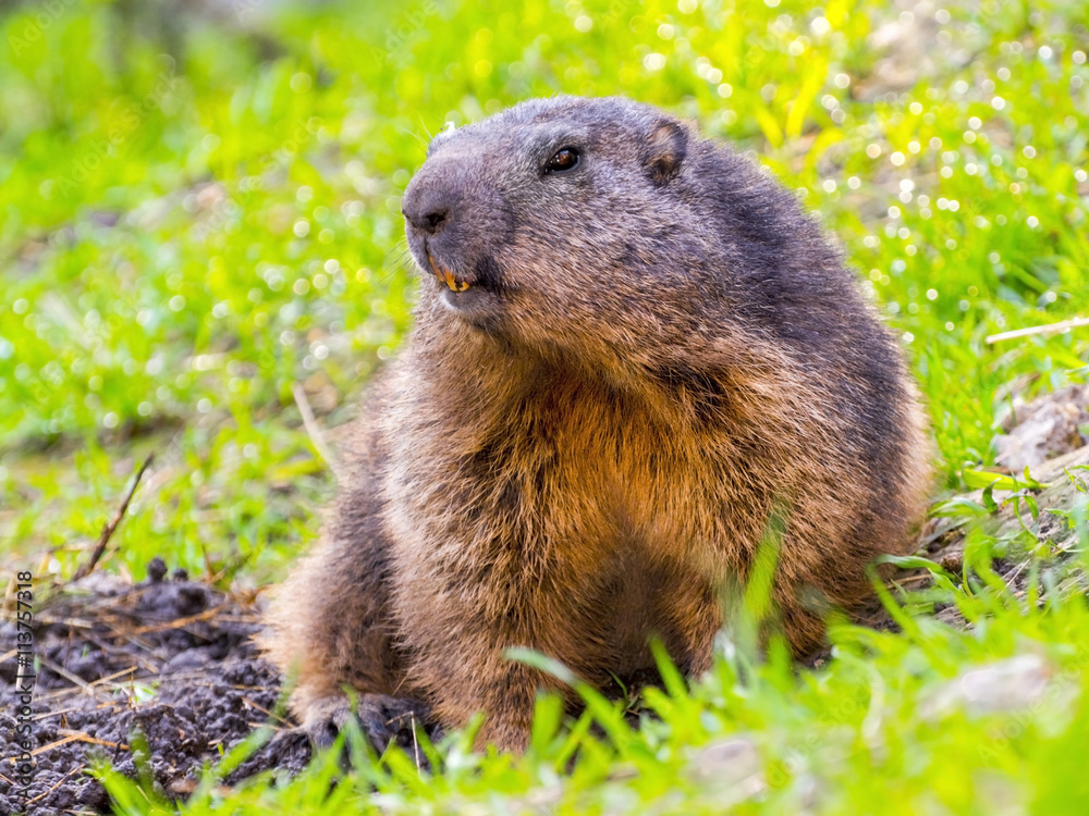 Alpine Marmot Guarding Alpine Marmot Guarding