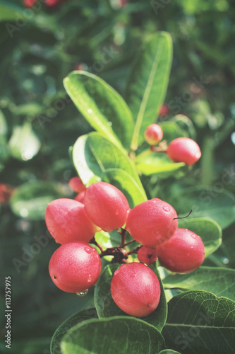 Wallpaper Mural Miracle fruit Torontodigital.ca