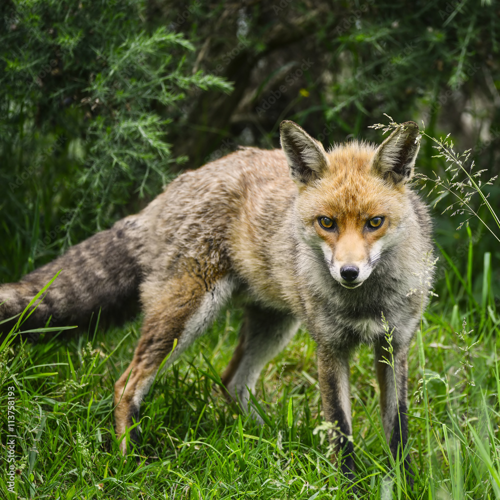 Stunning male fox in long lush green grass of Summer field