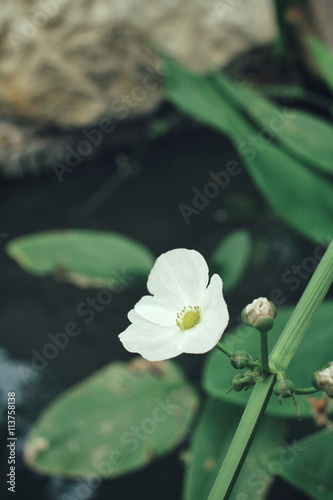 White flowers