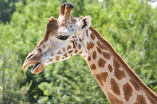Giraffe in nature © tadeas