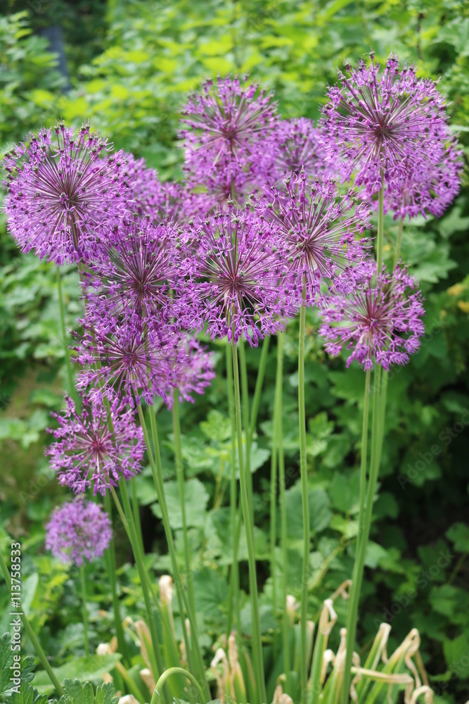 Obraz premium Onion Allium flowering ornamental edible medicinal plant