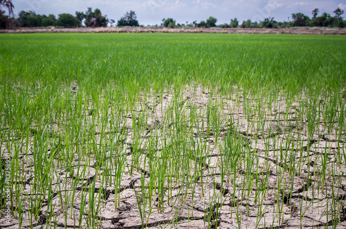 Paddy rice planted on dry and cracked soil