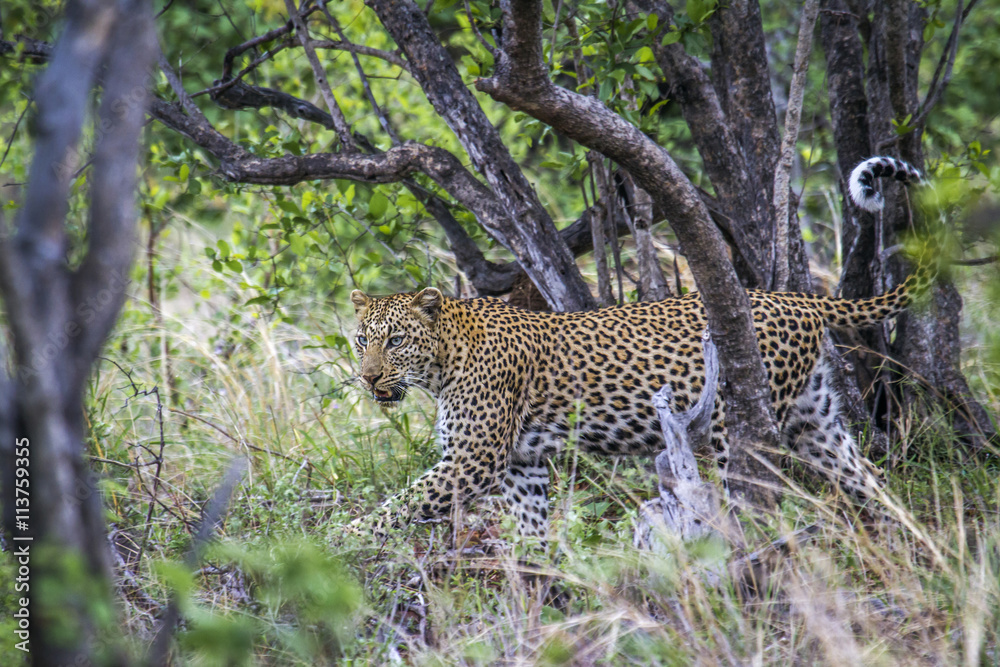 Leopard in Kruger National park, South Africa Leopard in Kruger National park, South Africa