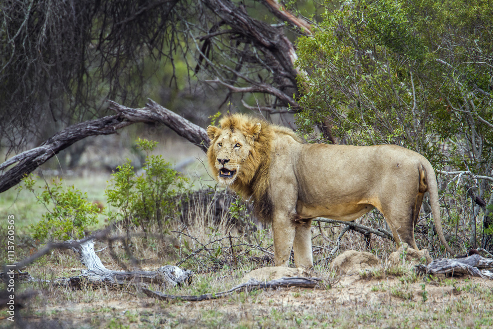 Fototapeta premium African lion in Kruger National park, South Africa
