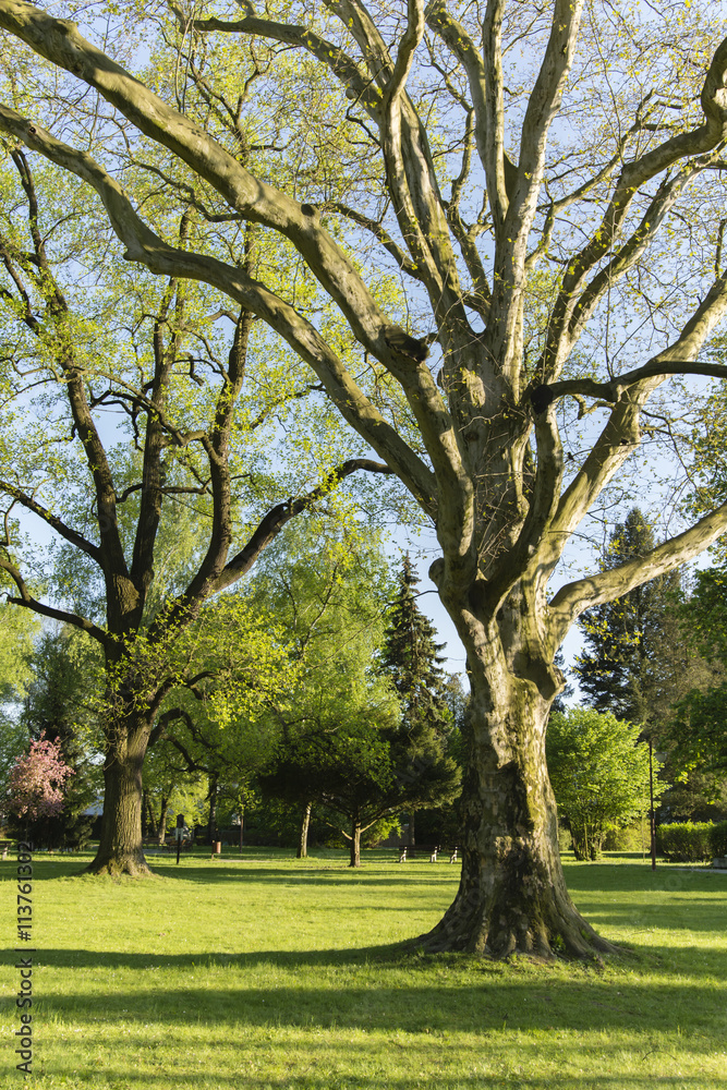 sycamore tree in the park in the afternoon sun