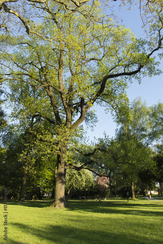 tulip tree in the afternoon sun tulip tree in the afternoon sun