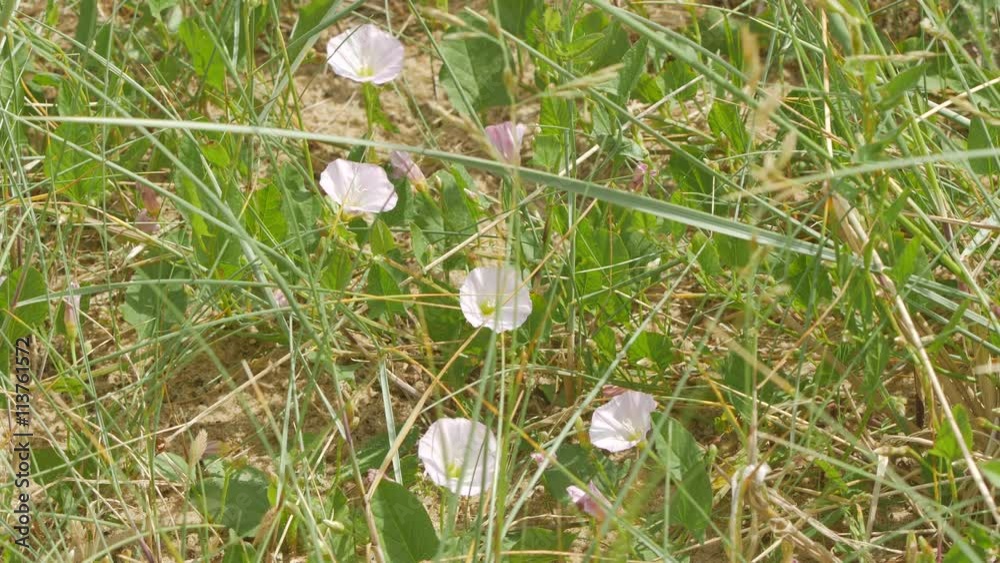 fleurs sauvage dans les dunes fleurs sauvage dans les dunes