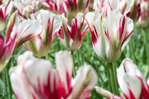 Fototapeta Naklejka Na Ścianę i Meble -  Viridiflora Tulpe (Flaming Springgreen)