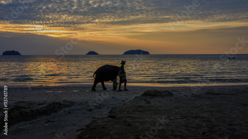 Elephant on beach © anathomy