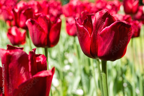 Fototapeta Naklejka Na Ścianę i Meble -  Triumph-Tulpe (Ile de France)