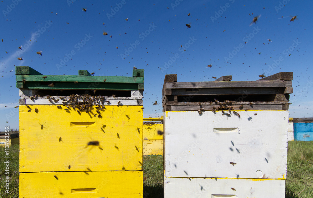 Colorful beehives aligned in a green field Colorful beehives aligned in a green field