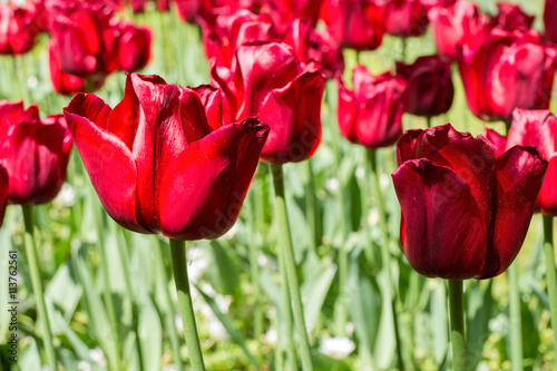 Fototapeta Naklejka Na Ścianę i Meble -  Triumph-Tulpe (Ile de France)