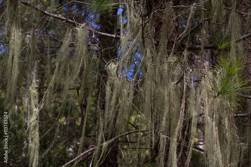 Long hair of Usnea barbata. Old pine forest in Tenerife, Canarian photo