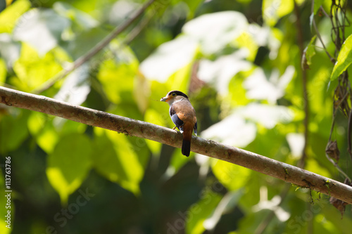 colorful bird Silver-breasted broadbil photo