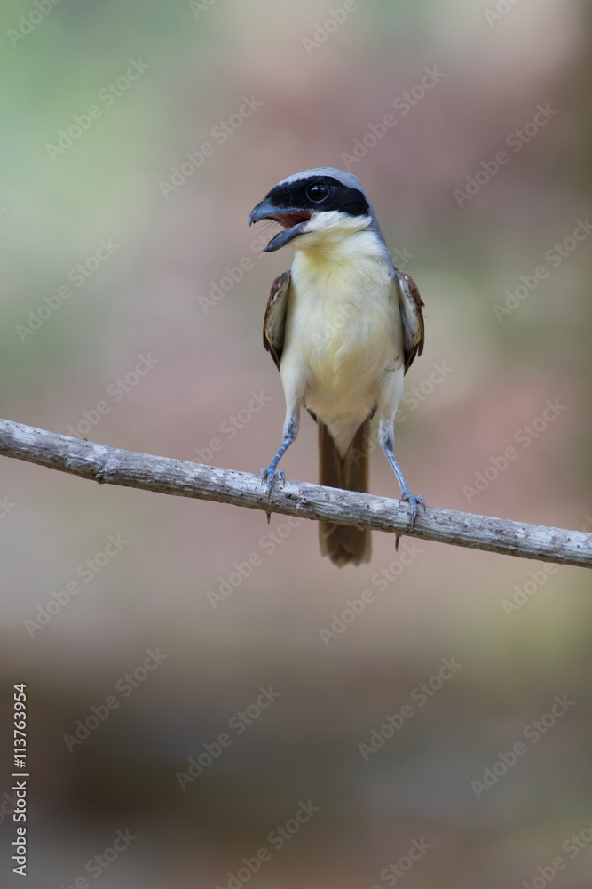 Fototapeta premium Tiger Shrike in forest