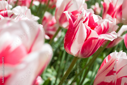 Fototapeta Naklejka Na Ścianę i Meble -  Rembrandt-Tulpe (Sorbet)