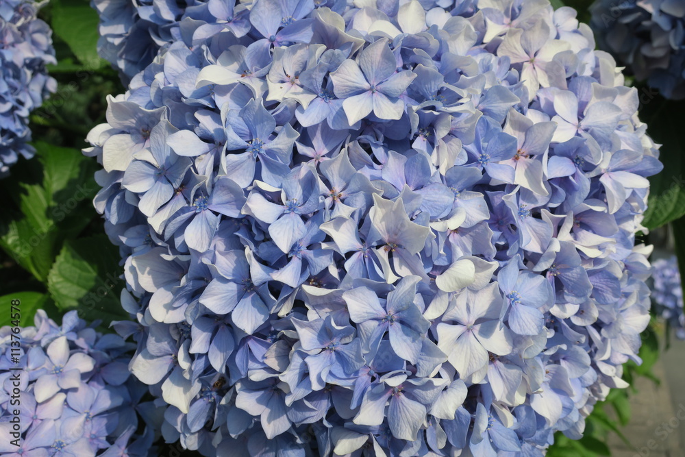 紫陽花 紫陽花