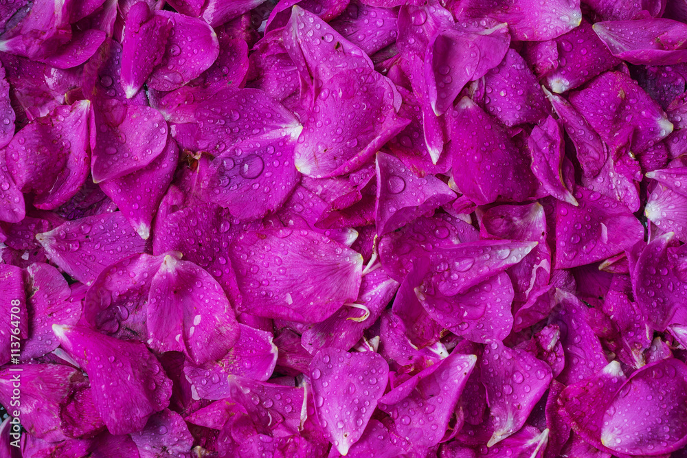 Rose tea rose petals scattered field as a solid background Rose tea rose petals scattered field as a solid background