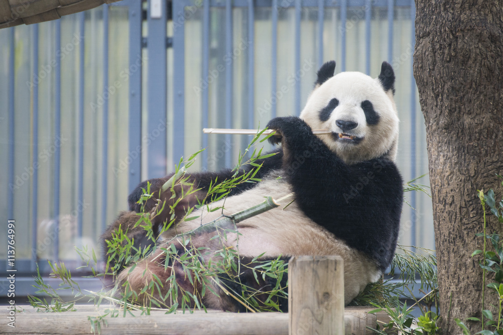 Obraz premium Giant panda bear eating fresh bamboo
