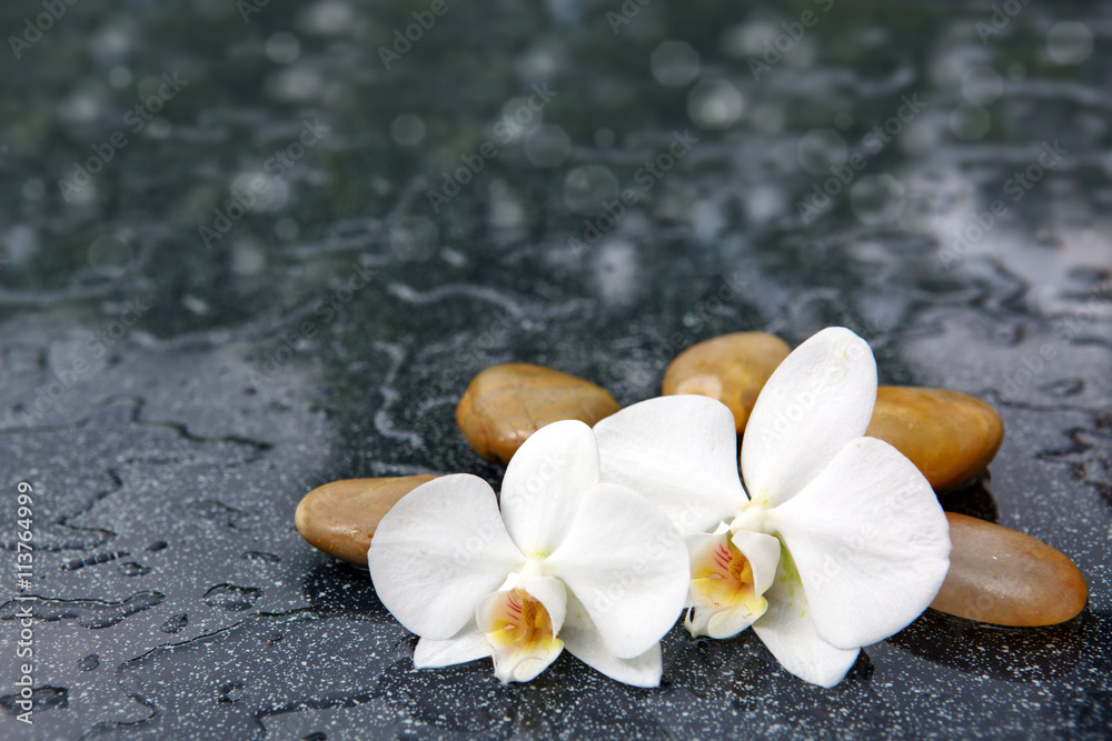 Two orchid flowers and white stones.