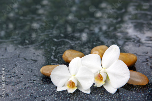 Fototapeta Naklejka Na Ścianę i Meble -  Two orchid flowers and white stones.