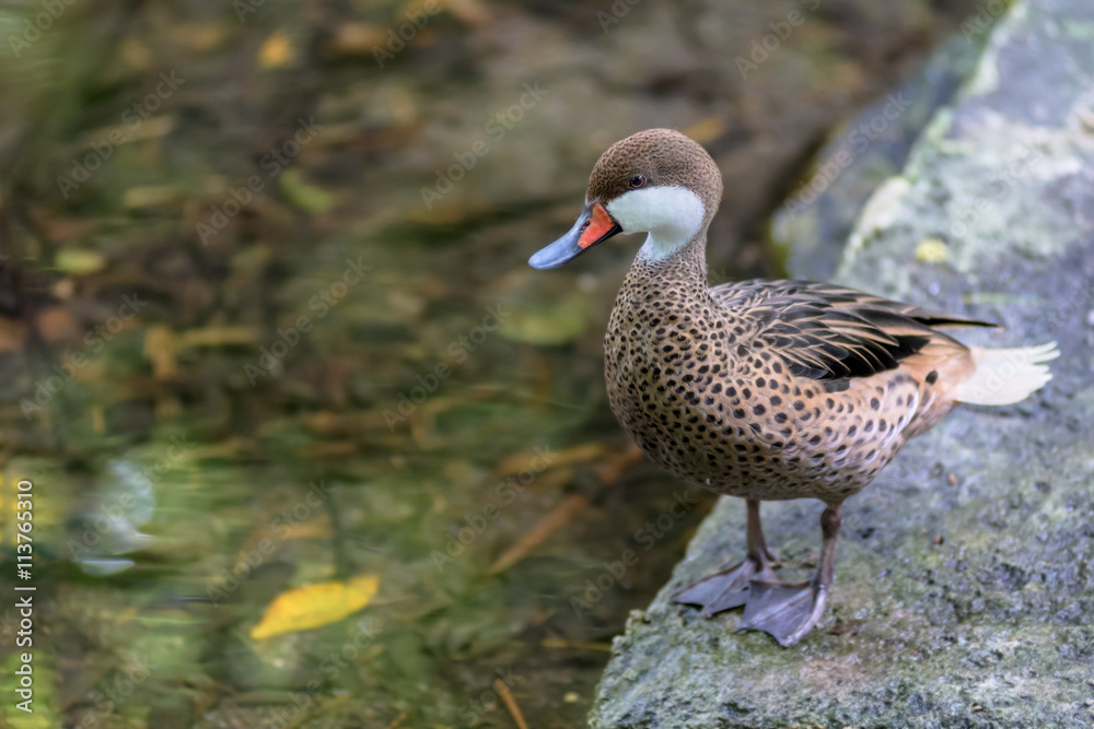 beautiful white-cheeked pintail duck standing near water, bahama duck beautiful white-cheeked pintail duck standing near water, bahama duck