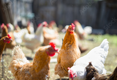 chickens on the farm