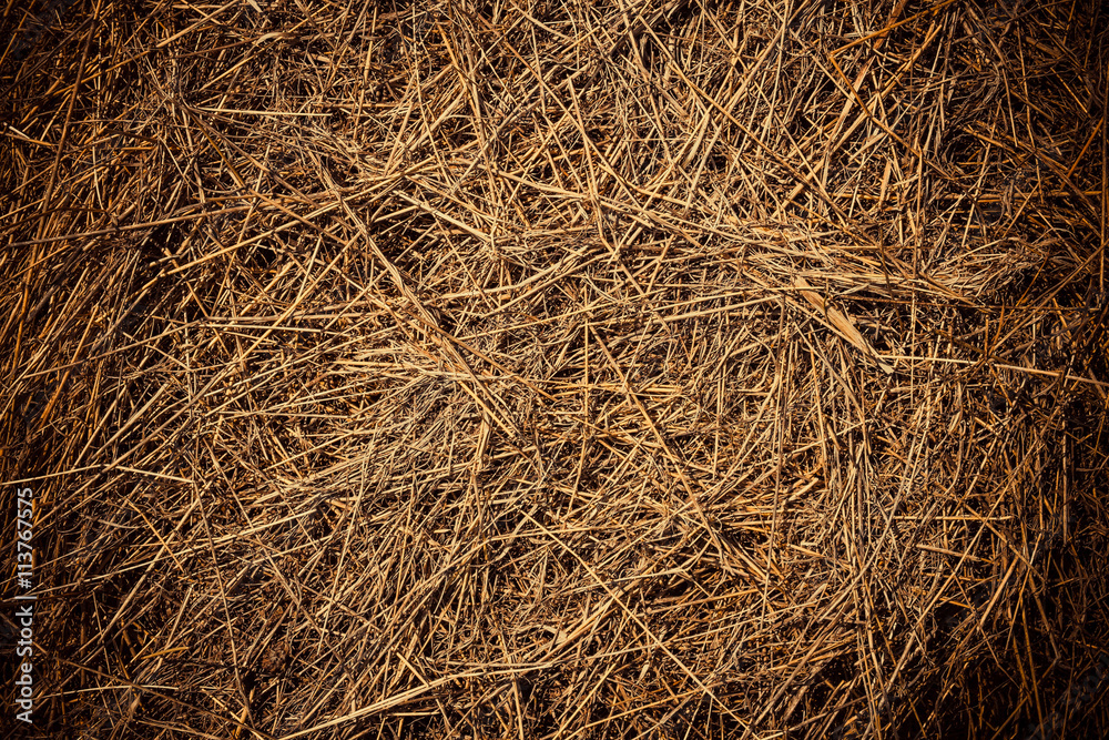 Dry grass close-up. The texture of the hay Dry grass close-up. The texture of the hay