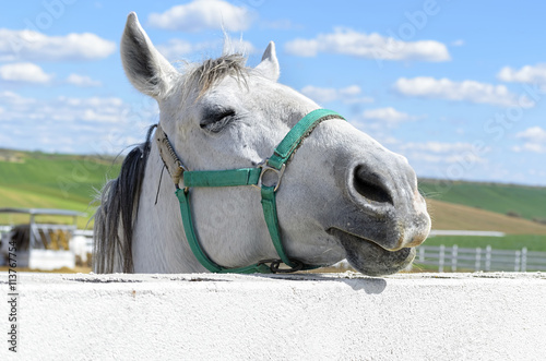 Beautiful white horse, at the moment with his eye is closed, from behind of the fence. Rural scene.