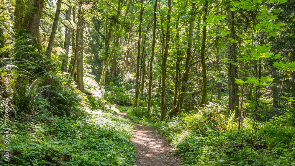 The path through the green forest. The sun's rays make their way through the foliage. Fern growing between the trees. Central Peak Trail, Issaquah, King Country, Washington state The path through the green forest. The sun's rays make their way through the foliage. Fern growing between the trees. Central Peak Trail, Issaquah, King Country, Washington state