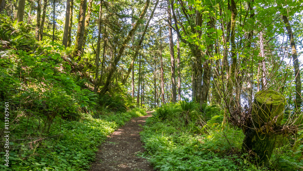 The path through the green forest. The sun's rays make their way through the foliage. Fern growing between the trees. Central Peak Trail, Issaquah, King Country, Washington state The path through the green forest. The sun's rays make their way through the foliage. Fern growing between the trees. Central Peak Trail, Issaquah, King Country, Washington state