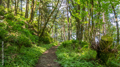 The path through the green forest. The sun's rays make their way through the foliage. Fern growing between the trees. Central Peak Trail, Issaquah, King Country, Washington state