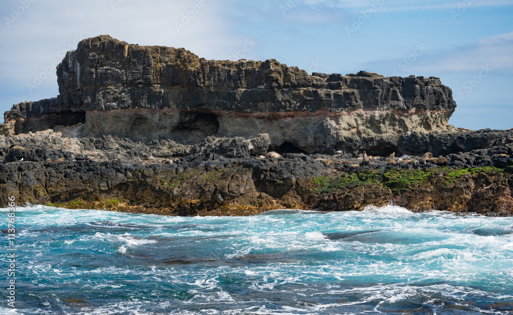 Seal rock island the biggest seals colony near Phillip island of Victoria state of Australia.