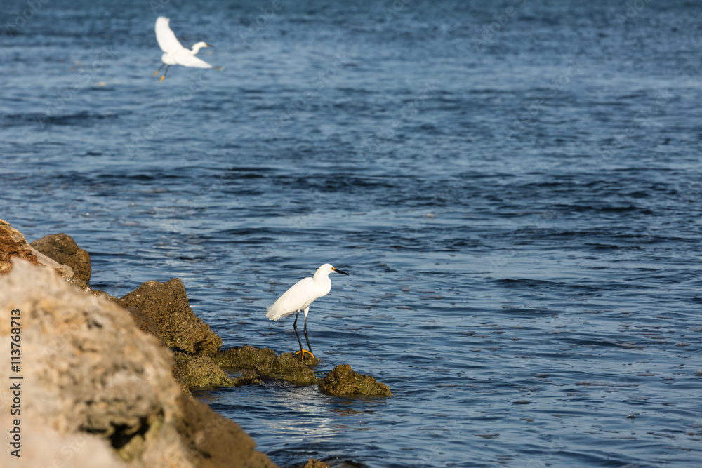 Fototapeta premium Coastal Bird