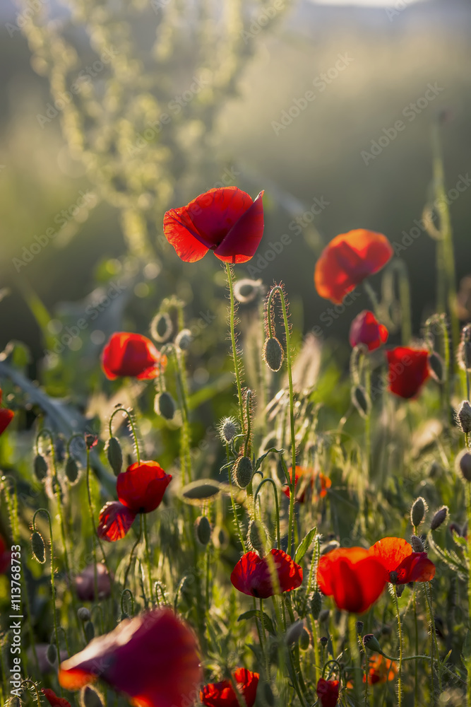 Fototapeta premium Poppy flowers at sunset 