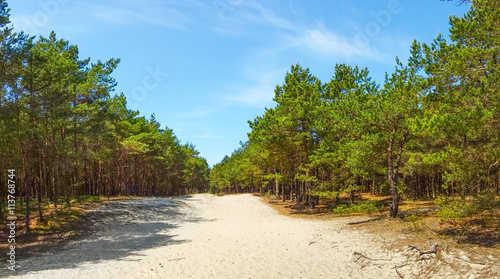 Pine wood on sand dunes