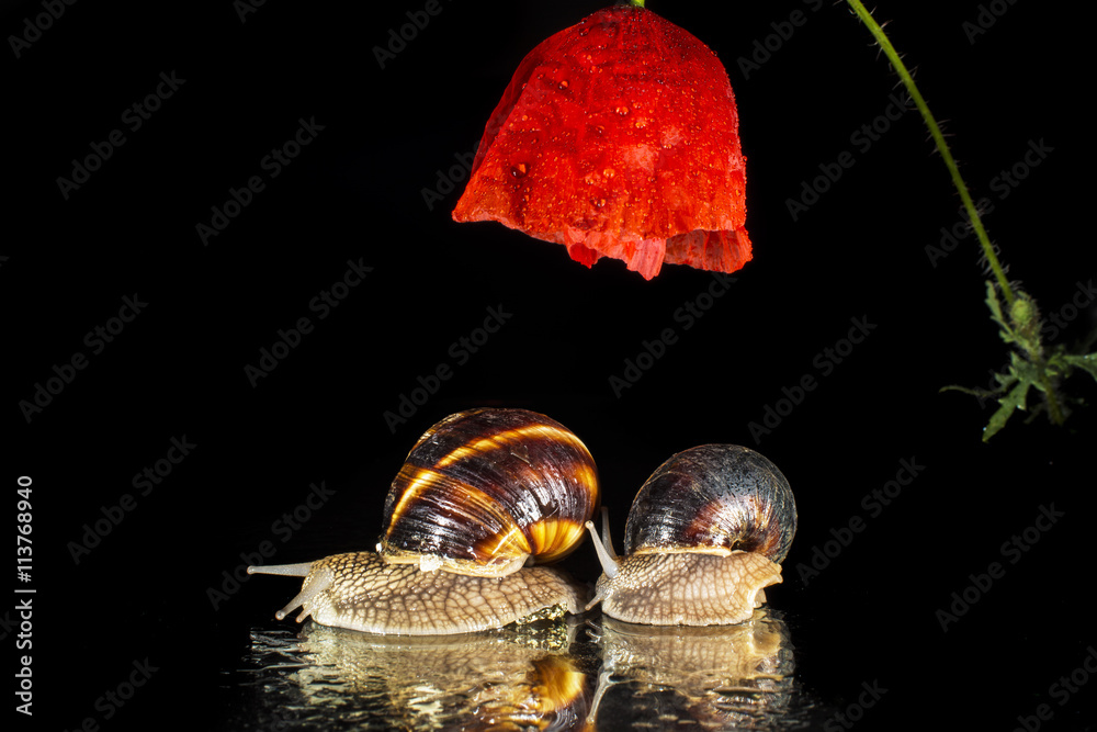 Fototapeta premium Snails under poppy flower