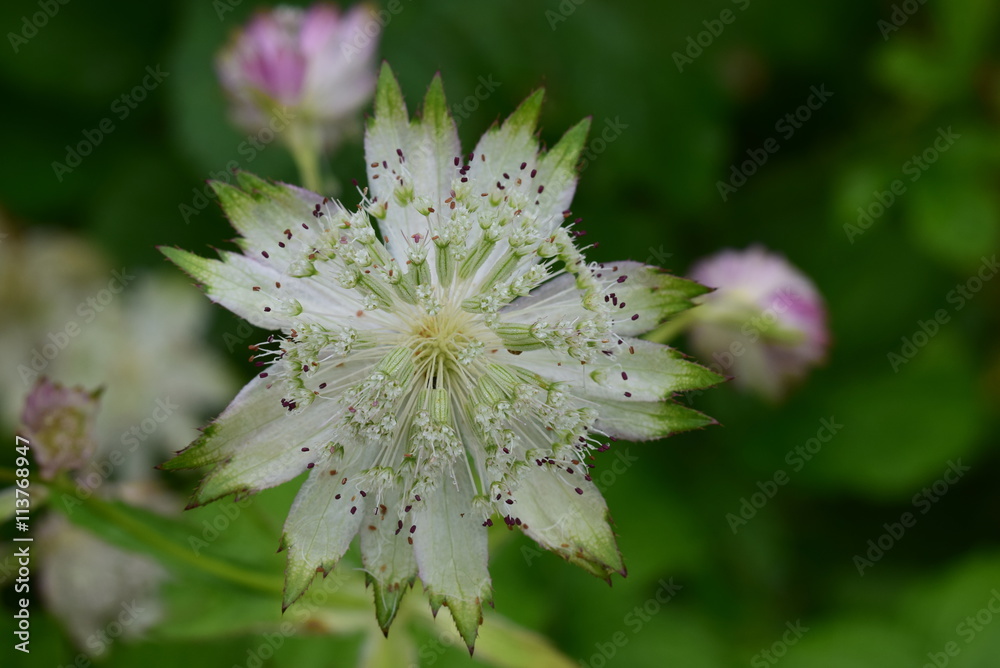 Große Sterndolde (Astrantia major) Große Sterndolde (Astrantia major)