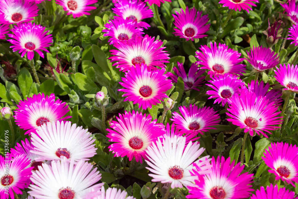 Nahansicht von Eisblumen (mesembryanthemum crystallinum) in einem Garten Nahansicht von Eisblumen (mesembryanthemum crystallinum) in einem Garten
