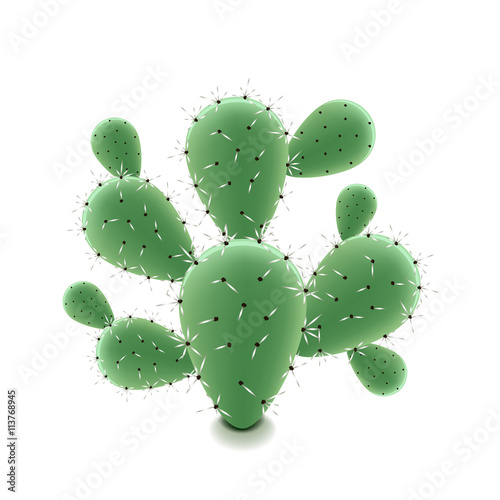 Prickly pear cactus isolated on white vector