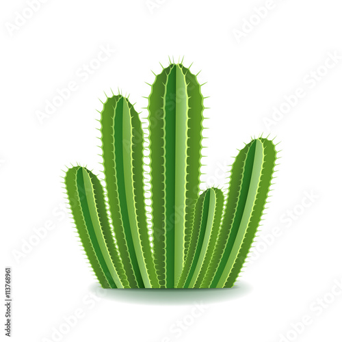 Spurge cactus isolated on white vector