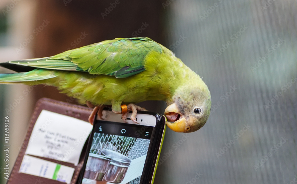 Papagei am Smartphone